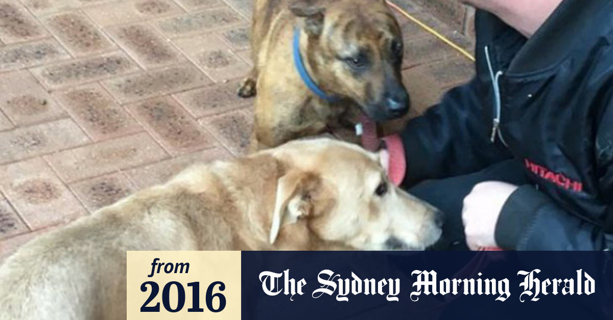 Video Woman's pet dogs shot at by intruder